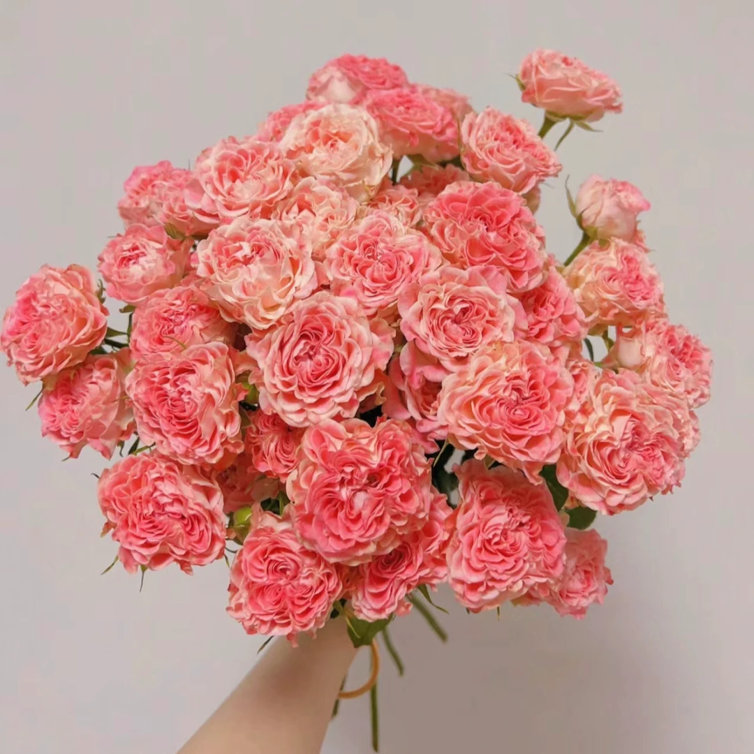 鲜花【小仙女10支】家庭同一地址两单京东或德邦送货上门+配草1扎