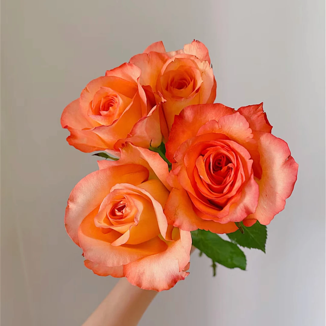 鲜花【金辉】家庭插花同一地址两单京东或德邦空运+配草1扎