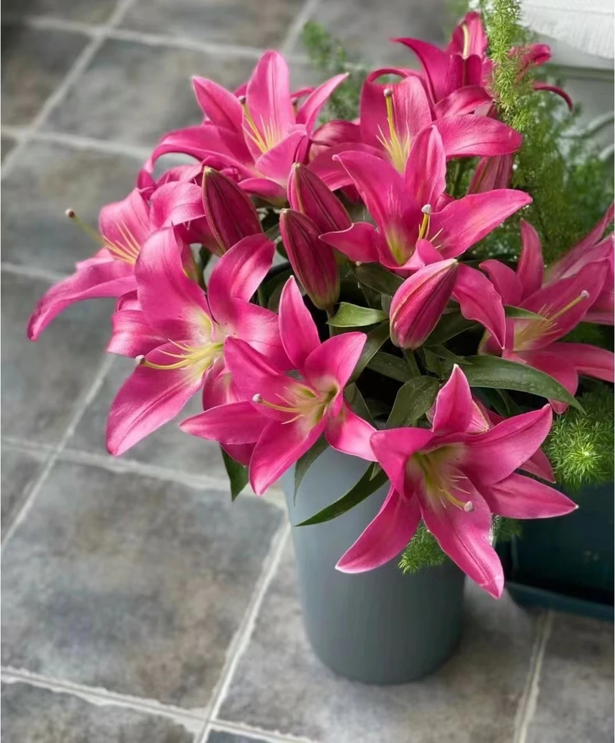 鲜花【2头竞争百合】同一地址任意两单顺丰包邮+送洋甘菊1扎