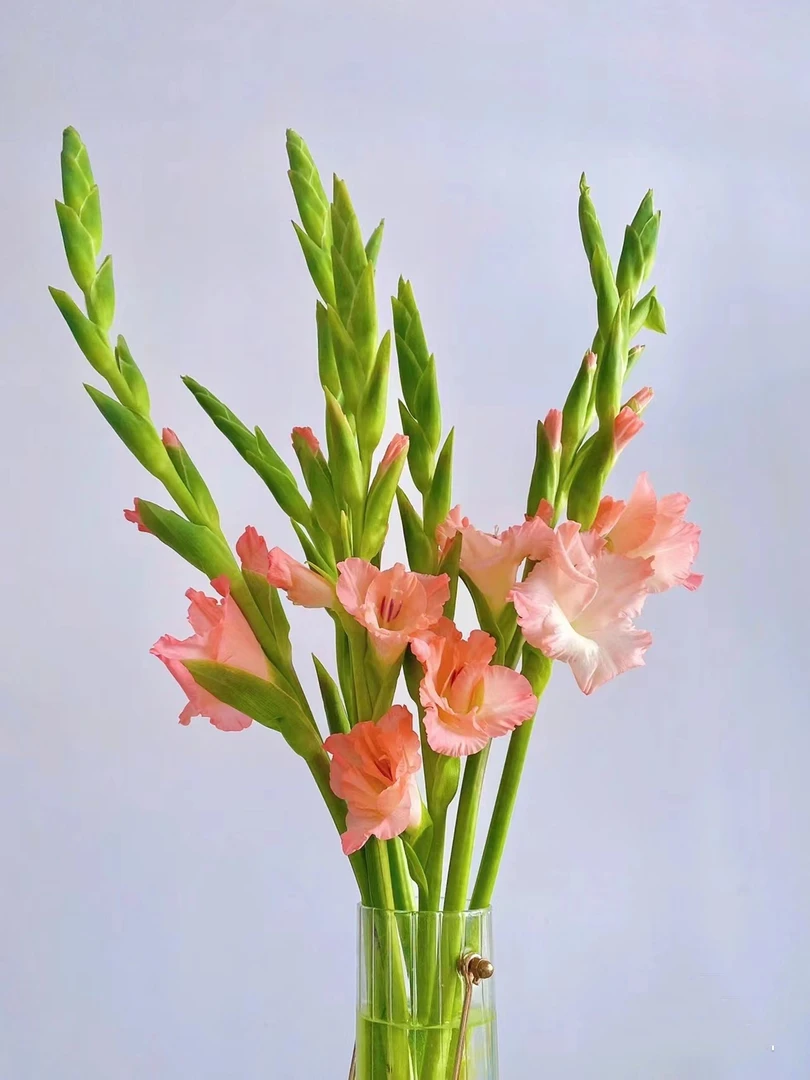 鲜花【粉剑兰】（需醒花）同一地址任意两单顺丰包邮+黄莺配草1扎