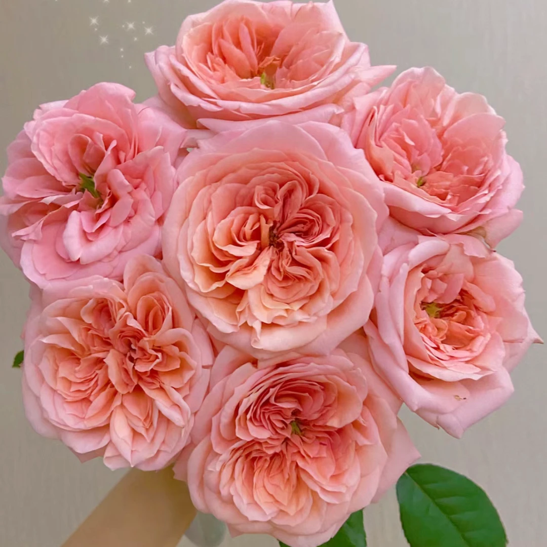 鲜花【伦敦眼】家庭插花同地址两单京东或德邦送货上门+送1扎黄莺