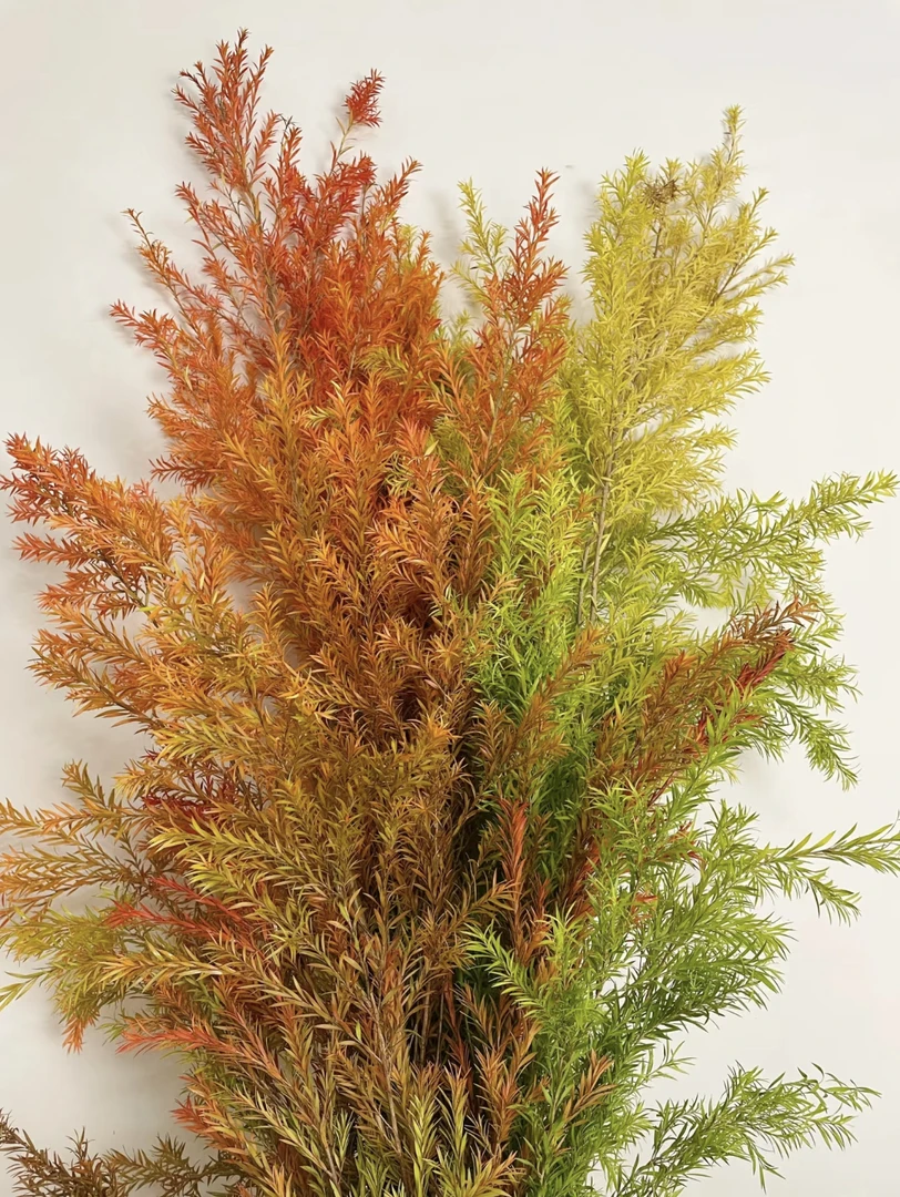 鲜花【千层金】家庭同一地址两单京东或德邦送货上门+配草1扎