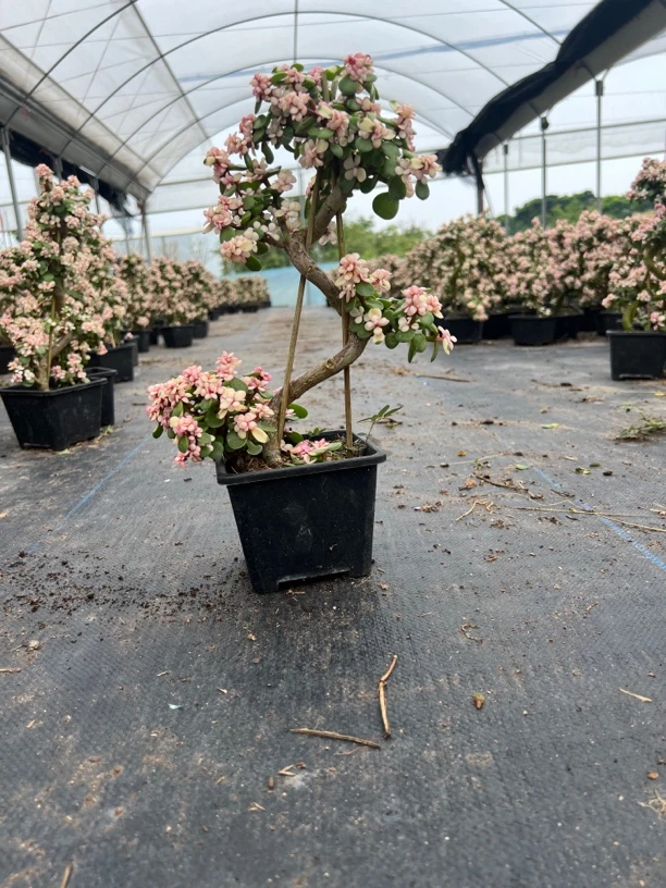 金枝玉叶游龙造型办公桌上茶几上的绿植盆景