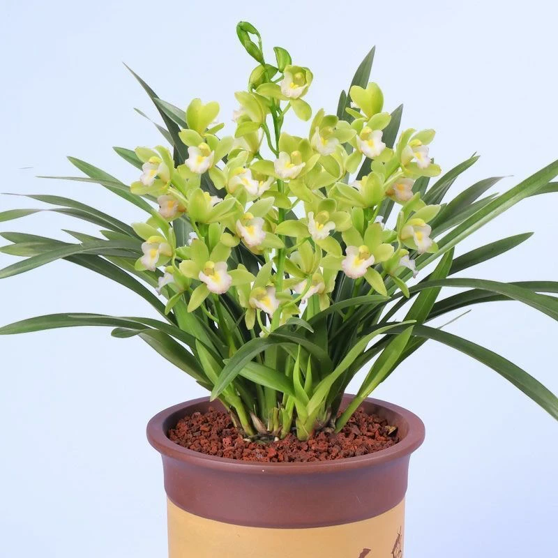 新疆包邮 香兰 带花苞发货 室内花卉盆栽 乌市基地直发