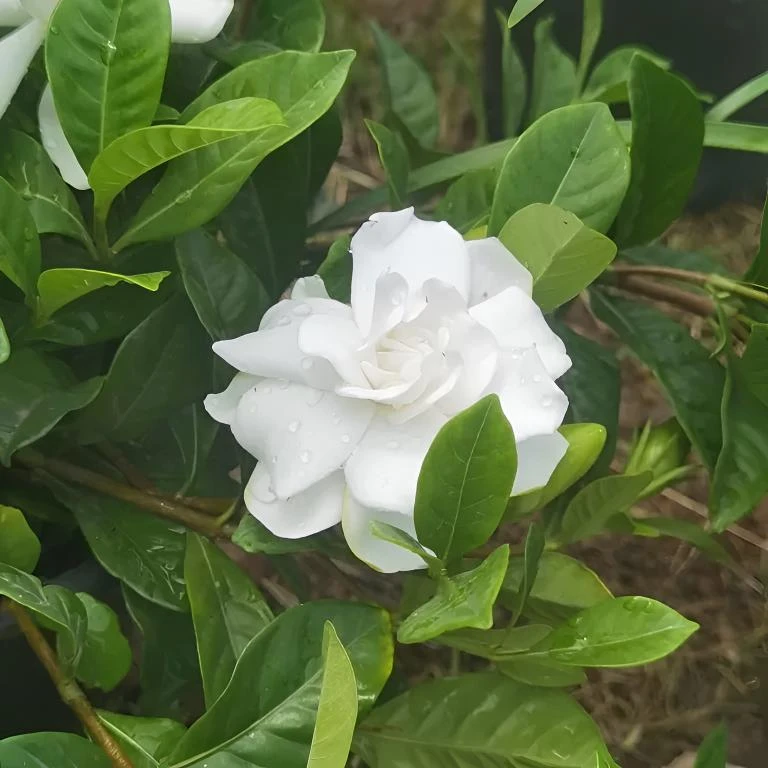 新疆包邮 独杆棒棒糖栀子花 带花苞 浓香型四季花卉 阳台花卉盆栽
