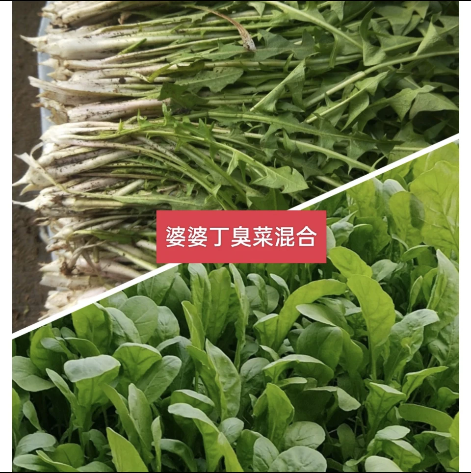 农家婆婆丁半斤臭菜半斤混合1斤包邮