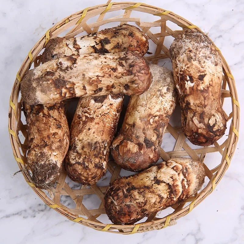 云南松茸新鲜鲜松茸