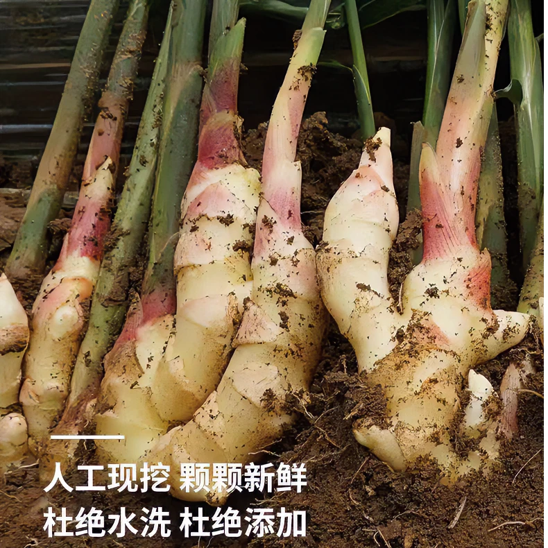 嫩姜新鲜大仔姜子姜山东红芽指头生姜山东大姜老醋鲜姜