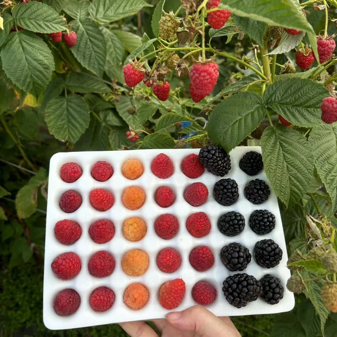 悬粒树莓红黑树莓覆盆子刺泡栽秧泡水果小孩孕妇浆果托巴新鲜