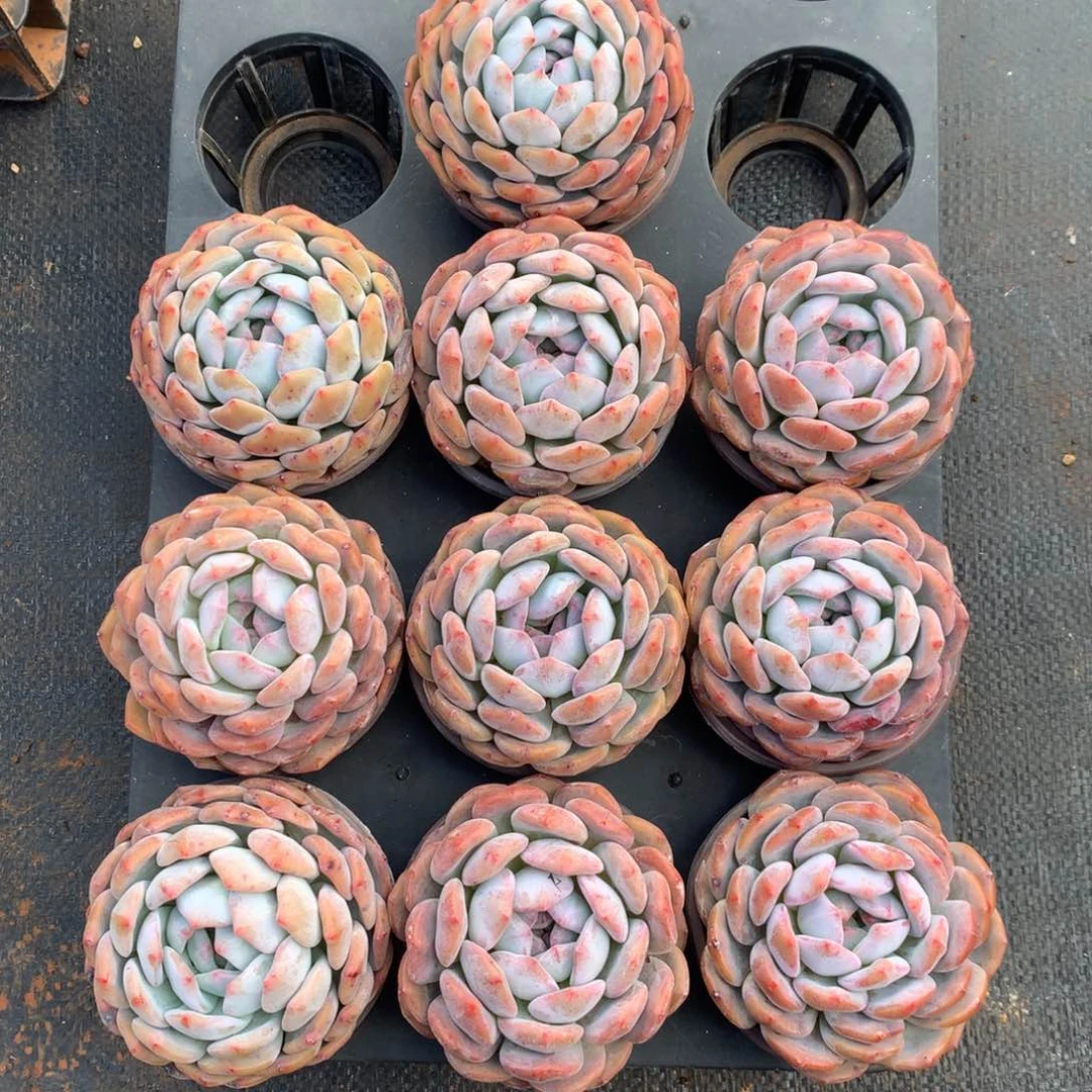 10颗。    一物一拍10公分左右做参考