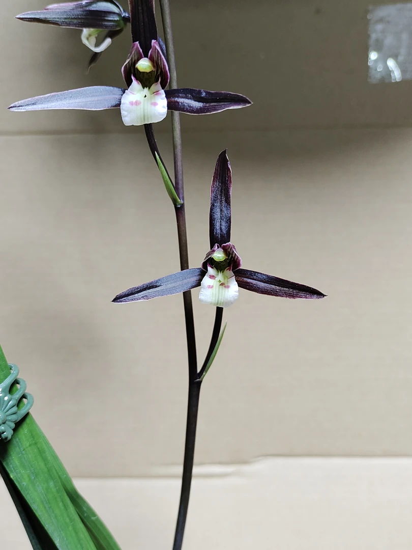 细叶寒兰兰花寒兰