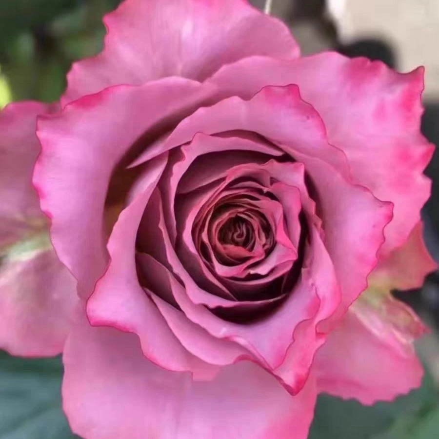 英伦节拍/清茶切花复古月季