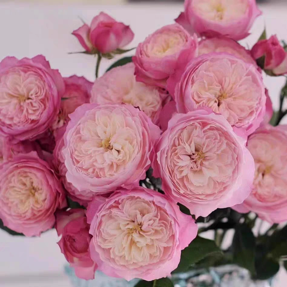 康斯塔茨大花粉色月季