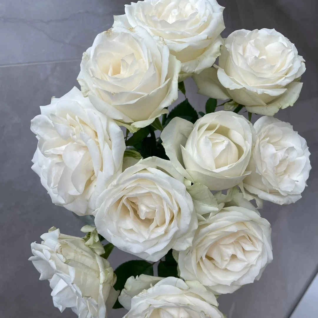 白雪山高端切花月季