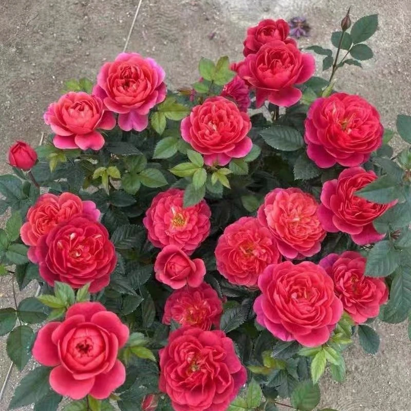 绝色果汁开花耐热勤花抗病阳台灌木四季开花月季盆栽