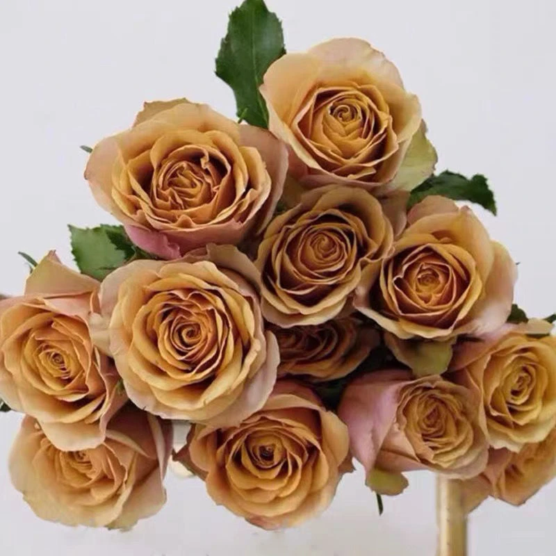 【一加仑 黄金芥末扦插苗】开花勤花抗病阳台灌木四季开花月季盆栽