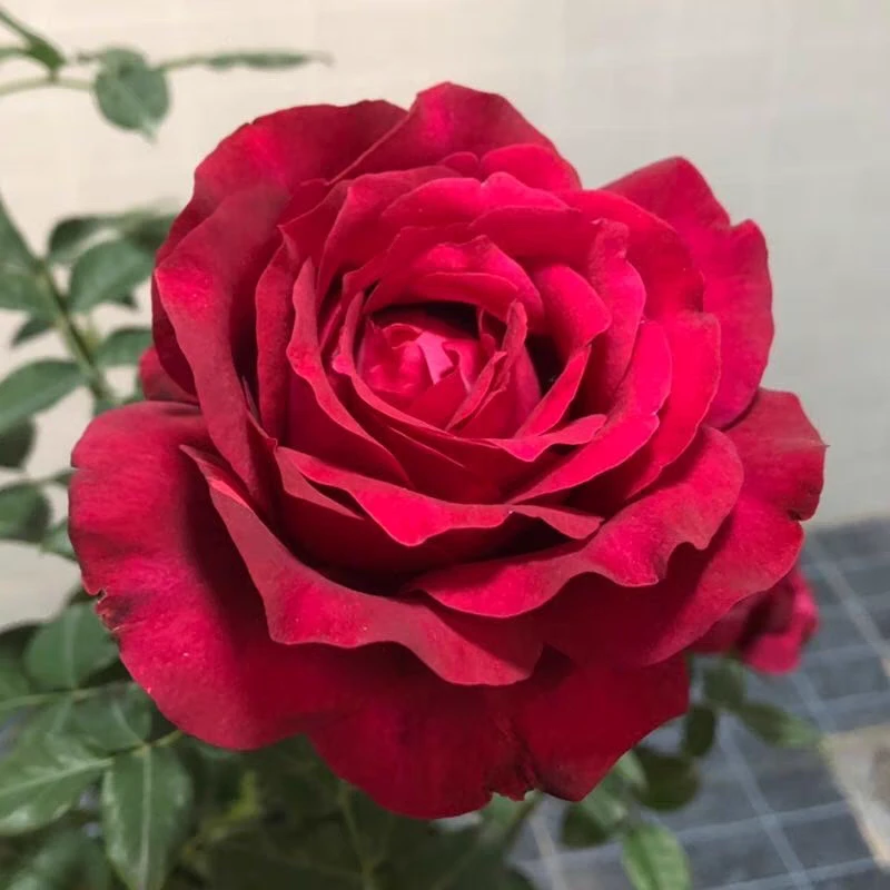 【二加仑 詹尼斯】开花耐热勤花抗病阳台灌木四季开花月季盆栽