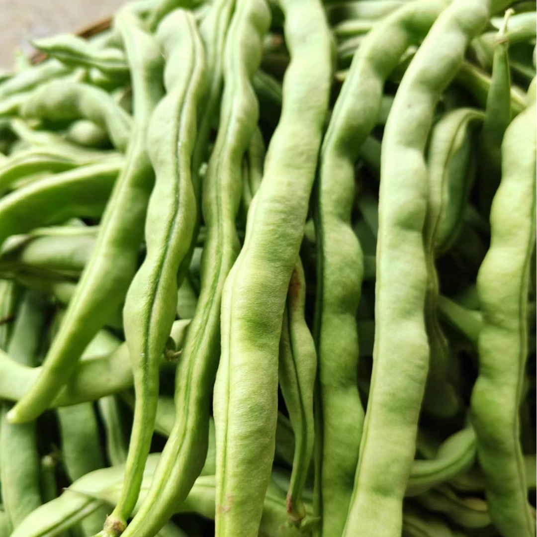 农家自己家露天种植四季豆现摘现卖