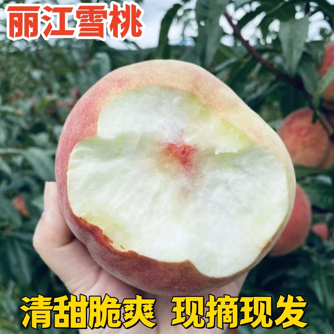 顺丰云南丽江雪桃新鲜水果甜脆桃应季高山寿桃桃子现摘现发包邮