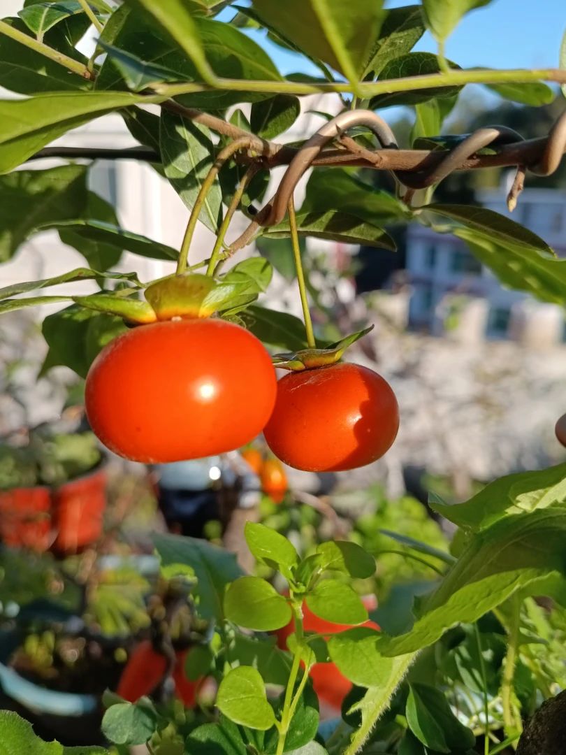 金弹子、老鸦柿、赤楠、