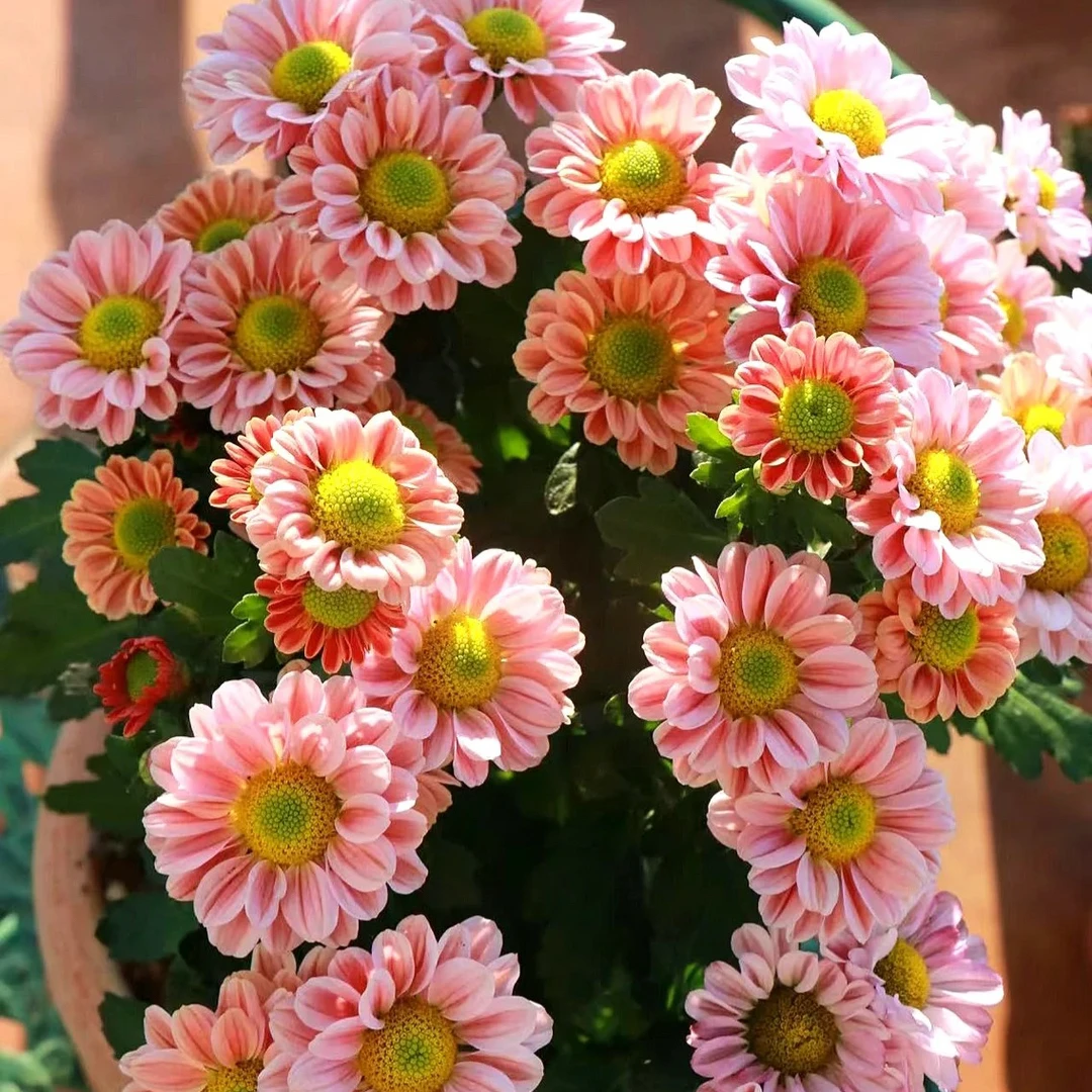 [玲珑菊]盆栽四季开带花苞发阳台庭院好养绿植观花
