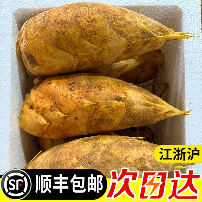 2025临安天目冬笋两头尖冬笋新鲜现挖高山黄泥拱冬笋