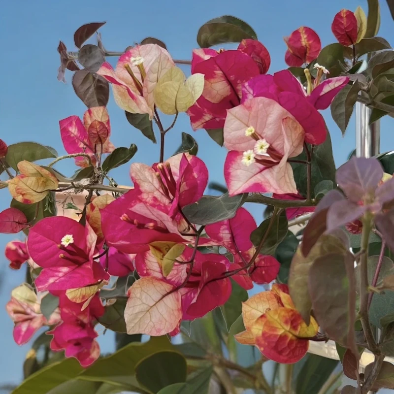 三角梅（印度画报）花色多变系适合阳台庭院地栽绿植花卉带盆土带花