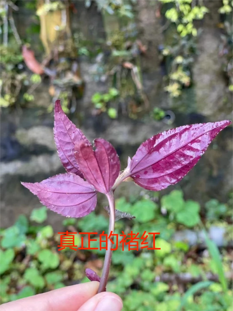 【山货】4年苗(褚红)1包体验装- 深山采摘风柜斗草褚头红月干货泡水