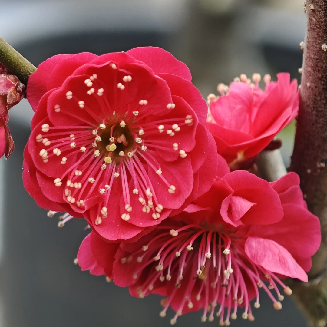 【红须朱砂】朱砂品种梅花盆栽庭院阳台耐寒耐晒好养易活