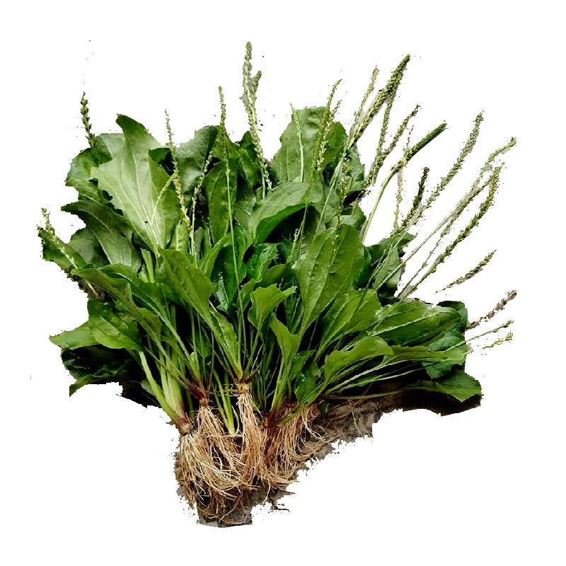 车前草250g新鲜车前草泡茶新货车钱草带根车轮草干货江西