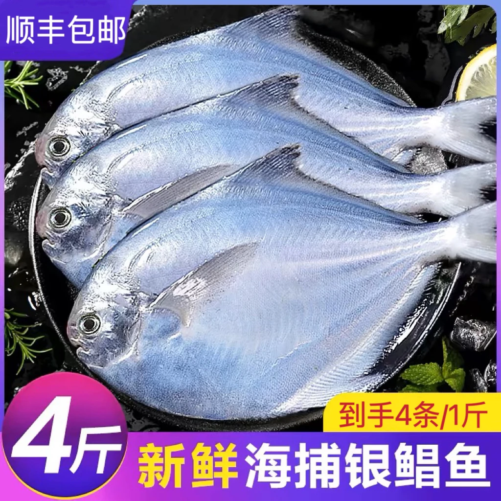 银鲳鱼到手 4斤【顺丰包邮】鲜活速冻白鲳鱼扁鱼昌鱼平鱼新鲜烧烤