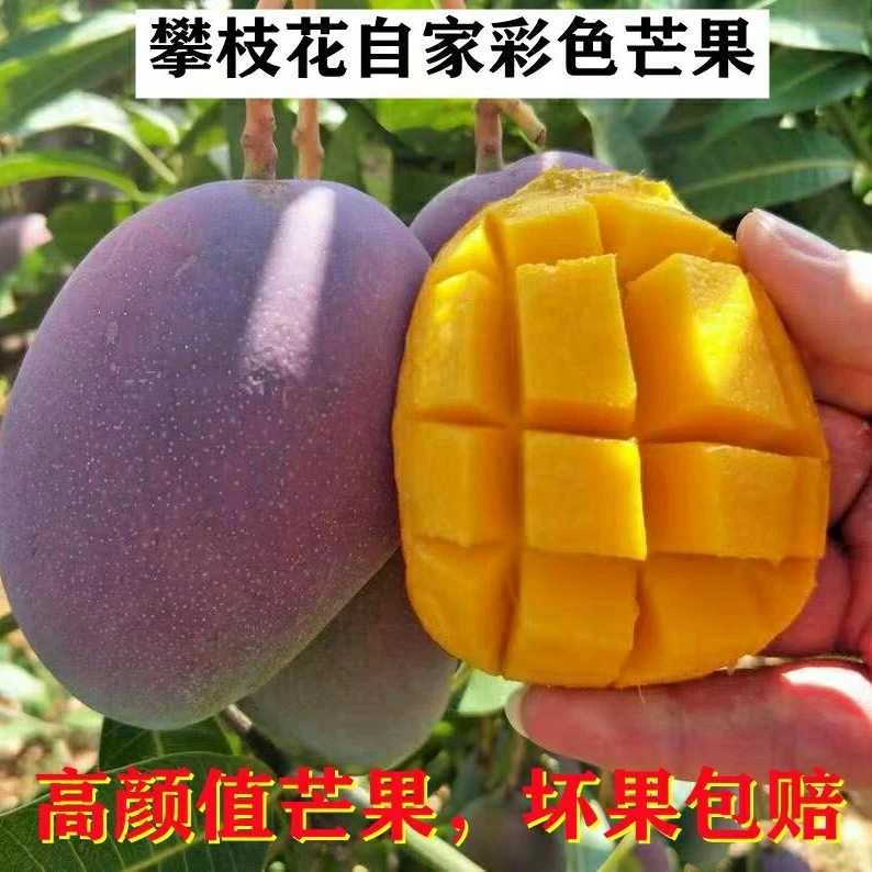 现摘攀枝花芒果5/9斤紫芒彩虹芒应季新鲜热带水果