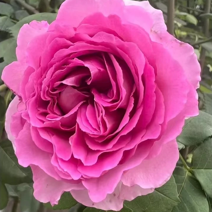 【罗伊】1.5米左右高（发顺丰）藤本月季花苗