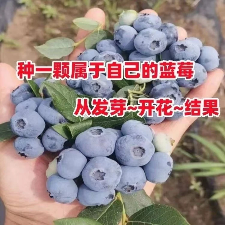 蓝莓树苗盆栽地栽阳台庭院南北方种植大果蓝莓原盆原土当年就结果
