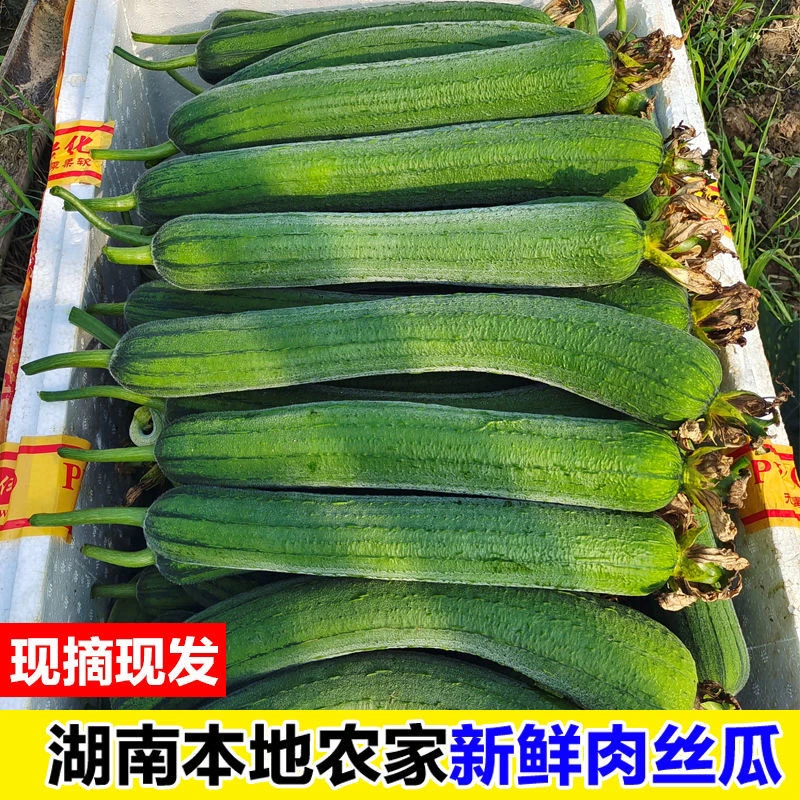 湖南正宗本地露天丝瓜新鲜农家自种短丝瓜绿皮肉丝瓜鲜嫩蔬菜