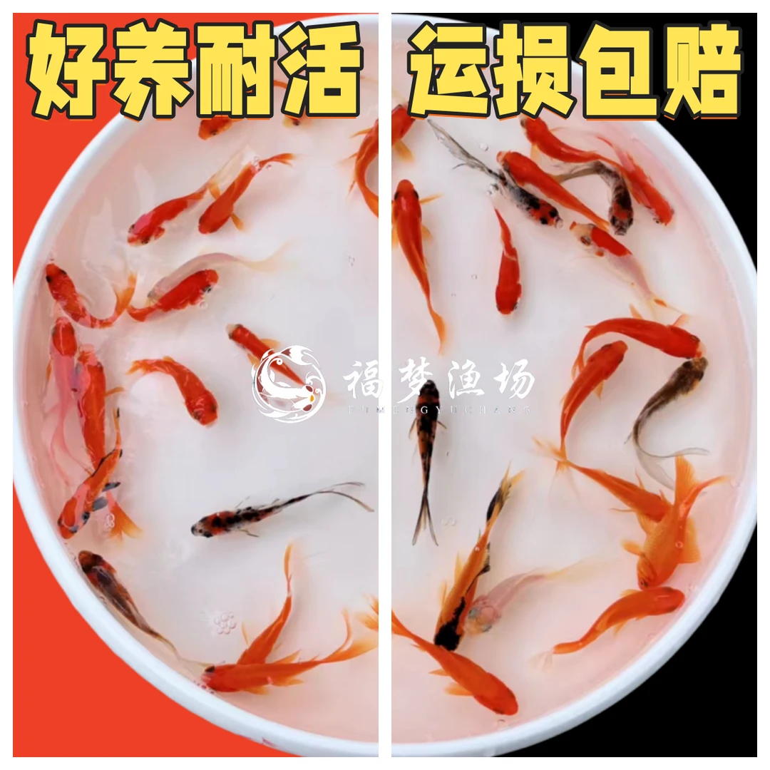 草金鱼冷水观赏鱼短尾长尾大红草花草金活饲料鱼不怕冷不加温好养