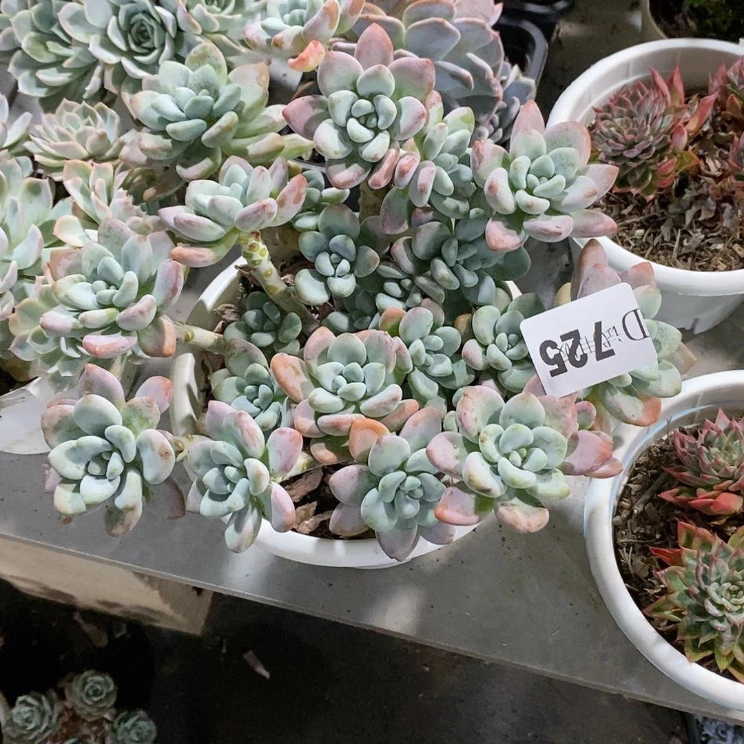 潇**碧725香水洛神多肉植物