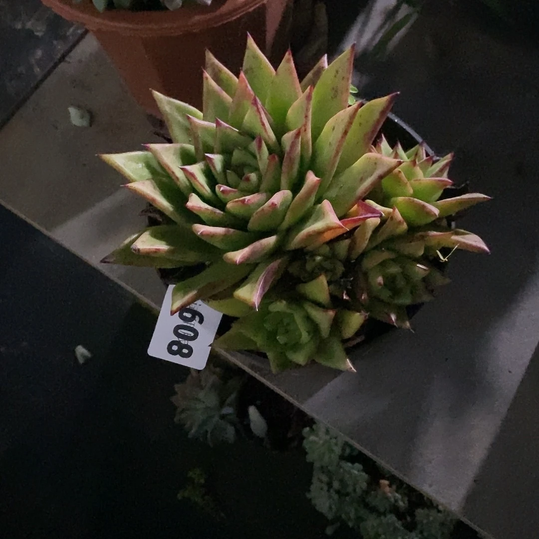 糖***顾608口红多肉植物