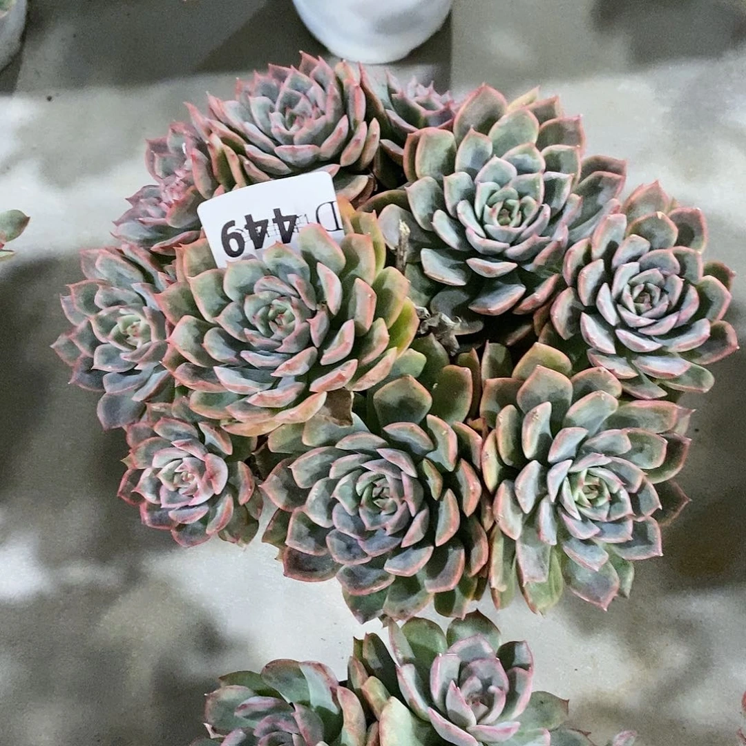 叮****i449艾格利亚多肉植物