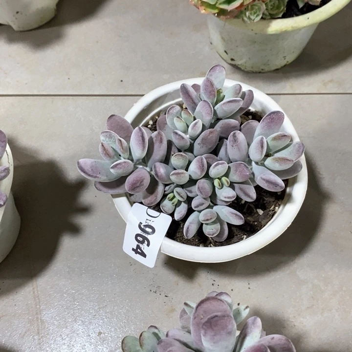 初*964乒乓多肉植物