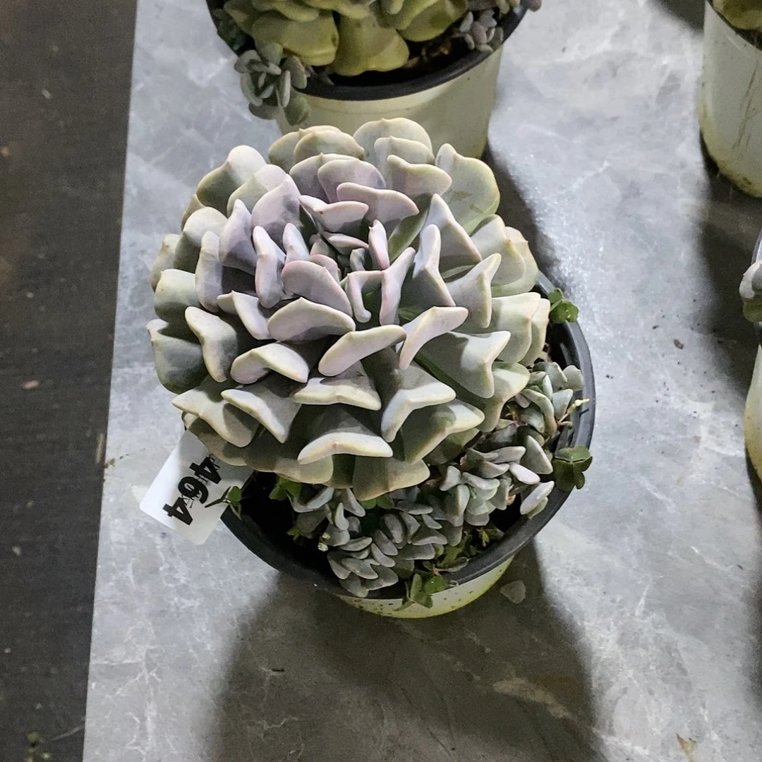 葵**典464血精灵多肉植物