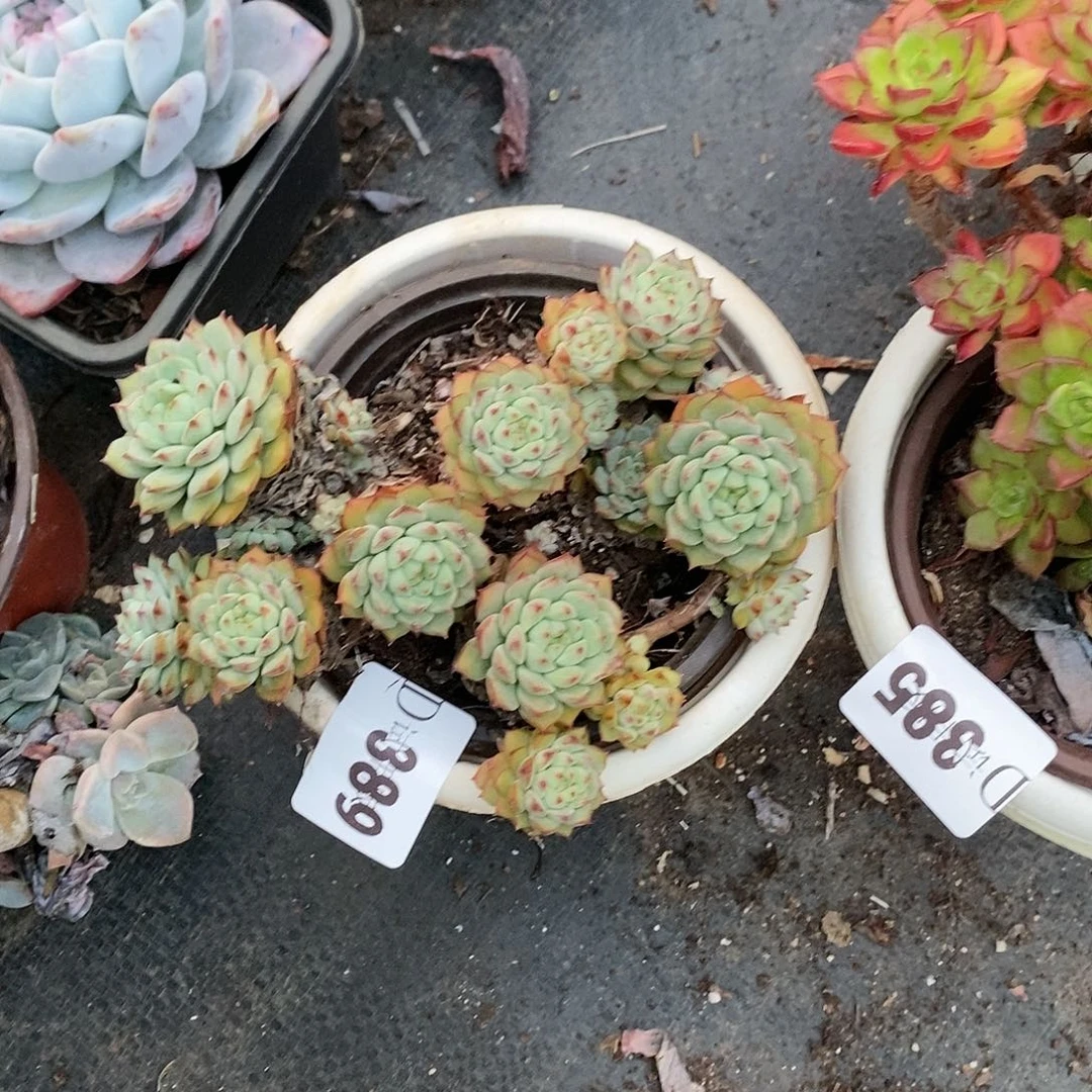 贩****好389熊猫脸多肉植物
