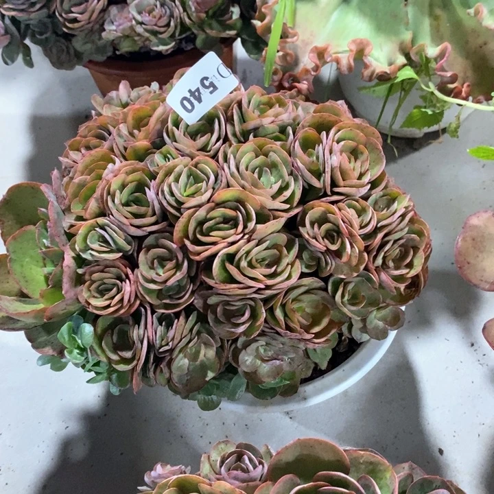风***央540秀妍多肉植物