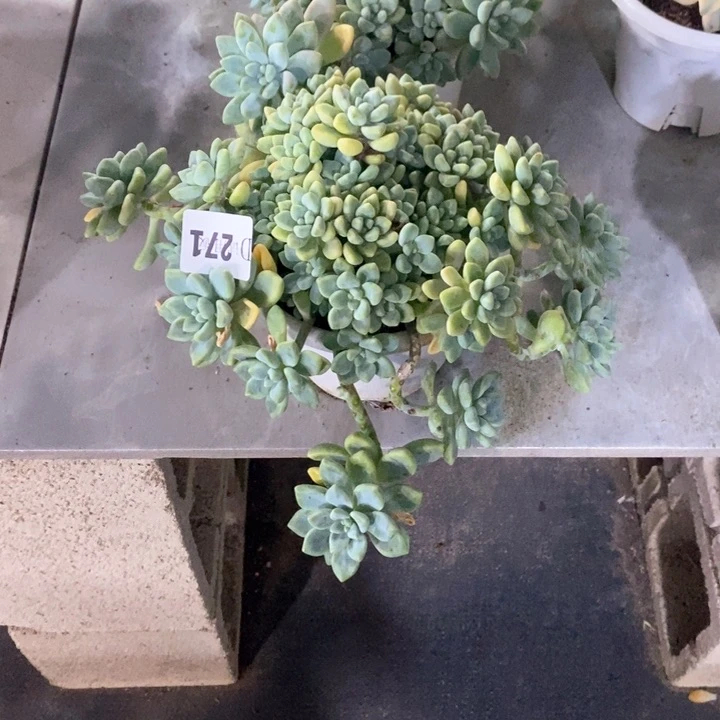 F**n271奶酪蛋糕多肉植物