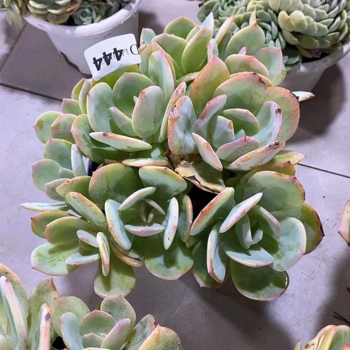 安*444白凤多肉植物