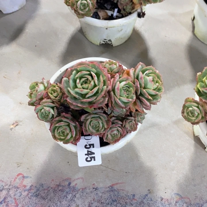 ღ****545克罗地蒂多肉植物