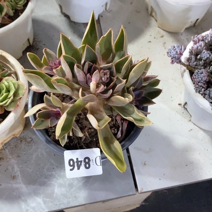 云*846紫气东来多肉植物