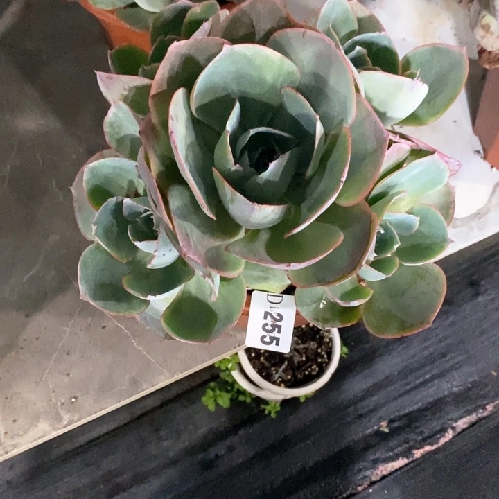 ?****?255达芬奇多肉植物