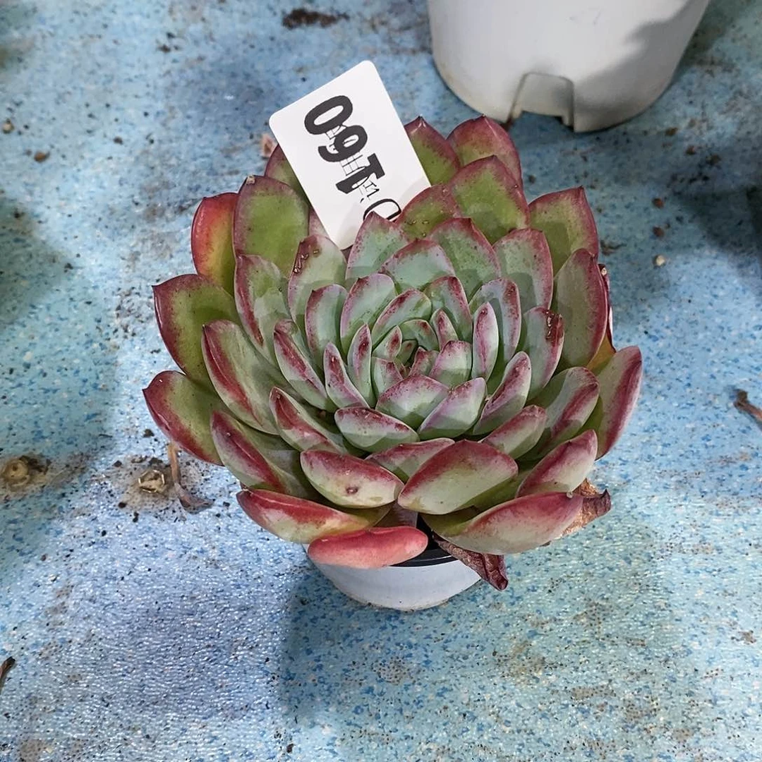 ?****?180雪夜王子多肉植物