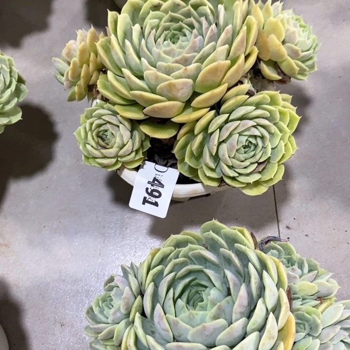 原**我491昂斯诺多肉植物